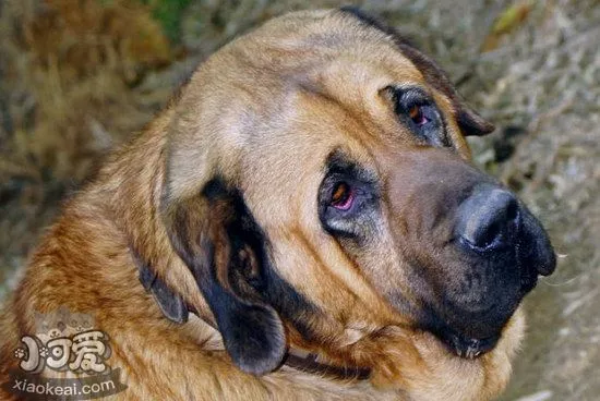 马士提夫獒犬怎么驱虫 马士提夫獒犬驱虫方法1