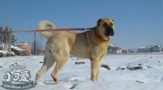 安纳托利亚牧羊犬狗瘟能治好吗