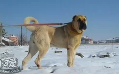 安纳托利亚牧羊犬狗瘟能治好吗