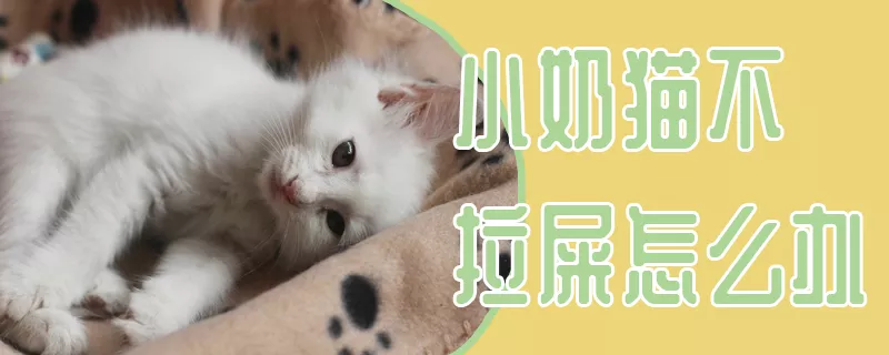 小奶猫不拉屎怎么办