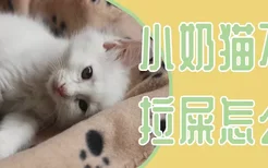 小奶猫不拉屎怎么办