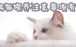 布偶猫喂养注意事项有哪些