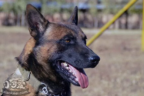 马里努阿犬怎么剪指甲 马里努阿犬指甲修剪方法1