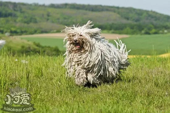 可蒙犬怎么训练大小便 可蒙犬定点上厕所训练教程1