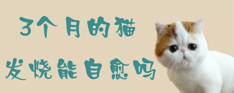 3个月的猫发烧能自愈吗1