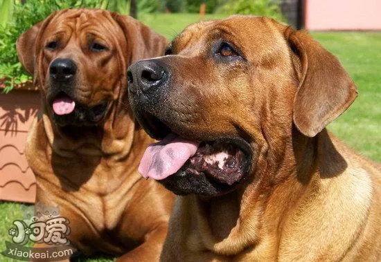 日本土佐犬吃什么狗粮好 日本土佐犬狗粮选择推荐1