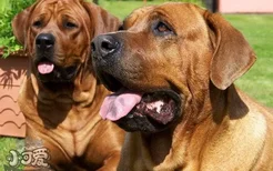 日本土佐犬吃什么狗粮好 日本土佐犬狗粮选择推荐