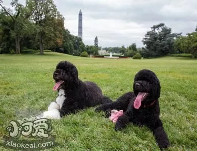 如何训练葡萄牙水犬大小便 葡萄牙水犬排便训练