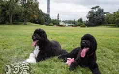 如何训练葡萄牙水犬大小便 葡萄牙水犬排便训练