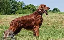 爱尔兰雪达犬乱咬东西怎么办 爱尔兰雪达犬乖巧训练