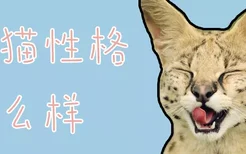 薮猫性格怎么样