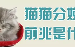 猫猫分娩前兆是什么