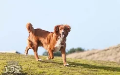 新斯科舍猎鸭寻猎犬怎么训练大小便技巧