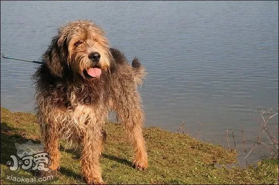 猎水獭犬不能吃什么东西 奥达猎犬不能吃的食物有哪些1