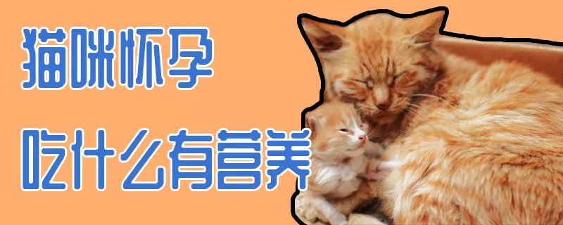 猫咪怀孕吃什么有营养