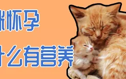 猫咪怀孕吃什么有营养