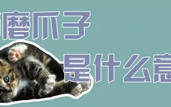 猫磨爪子是什么意思