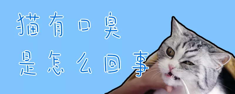 猫有口臭是怎么回事