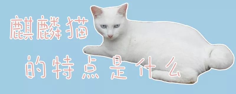 麒麟猫的特点是什么