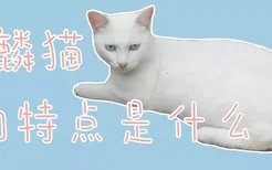 麒麟猫的特点是什么