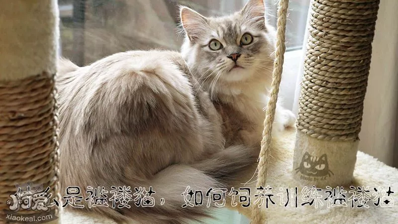 什么是褴褛猫，如何饲养训练褴褛猫_小可爱宠物网