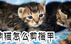 宠物猫怎么剪指甲