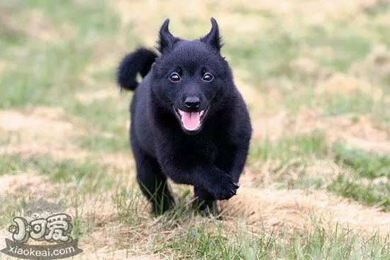 西帕基犬感冒怎么办 西帕基犬感冒治疗方法1