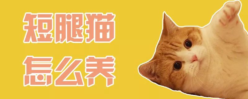 短腿猫怎么养