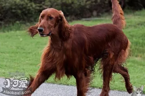 爱尔兰雪达犬饲养需要什么 爱尔兰雪达犬饲养需求