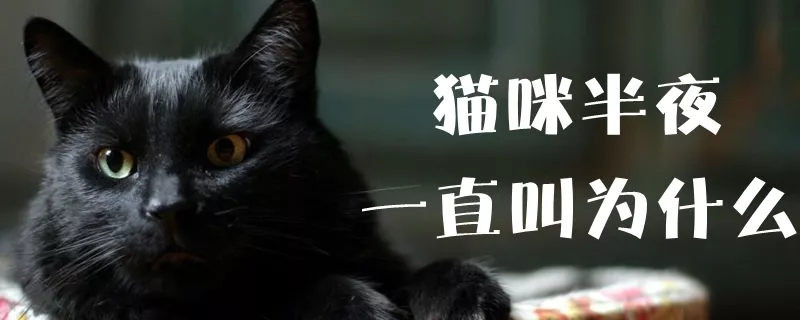 猫咪半夜一直叫为什么