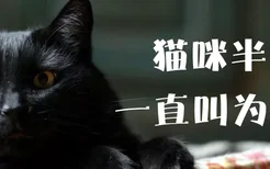 猫咪半夜一直叫为什么