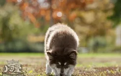 芬兰拉普猎犬怎么刷牙 芬兰拉普猎犬刷牙教程