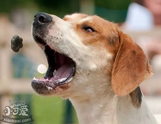 美国猎狐犬挑食怎么办 美国猎狐犬挑食纠正办法