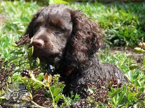 美国水猎犬患皮肤病怎么办 皮肤病预防及治疗方法