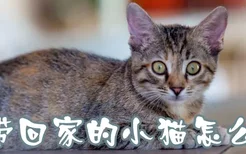 刚带回家的小猫怎么养