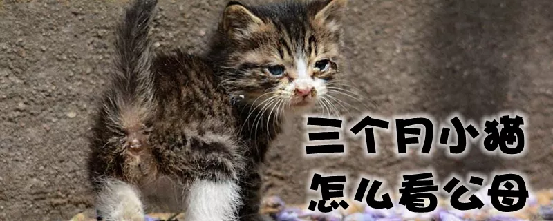 三个月小猫怎么看公母