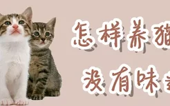 怎样养猫咪没有味道