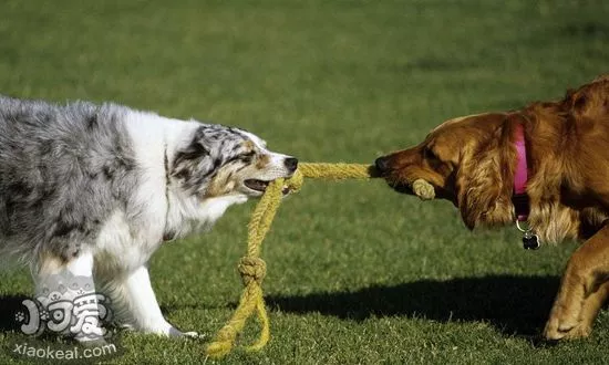 怎么预防澳大利亚牧羊犬中暑 澳洲牧羊犬预防中暑方法