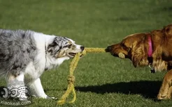 怎么预防澳大利亚牧羊犬中暑 澳洲牧羊犬预防中暑方法