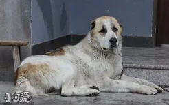 中亚牧羊犬怎么修剪指甲 中亚牧羊犬指甲修剪方法