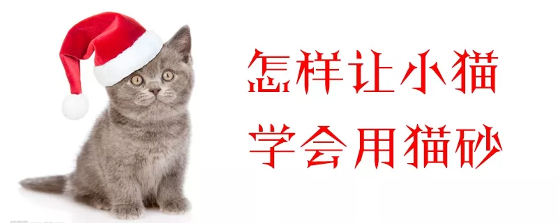 怎样让小猫学会用猫砂