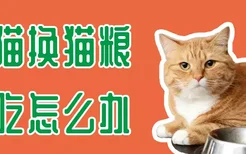 猫猫换猫粮不吃怎么办