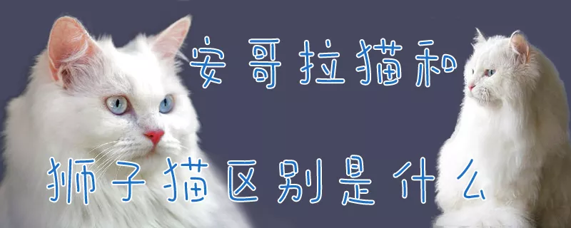 安哥拉猫和狮子猫区别是什么