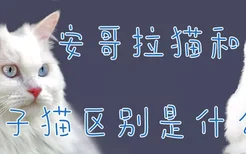 安哥拉猫和狮子猫区别是什么