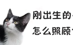 刚出生的小猫怎么照顾