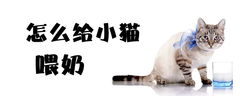 怎么给小猫喂奶