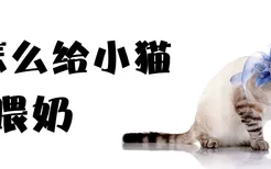 怎么给小猫喂奶