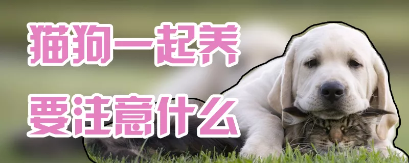 猫狗一起养要注意什么