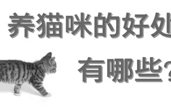 养猫咪的好处有哪些