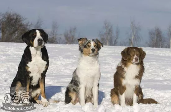 怎么训练澳大利亚牧羊犬随行 澳洲牧羊犬随行训练